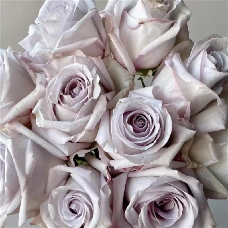 赏金之路/紫色布蒂中苗 超新品厄瓜多尔玫瑰大花切花月季四季开花,鲜花速递/花卉仿真/绿植园艺,月季/蔷薇/玫瑰,淘宝优惠券,粉丝福利购,淘宝优惠卷