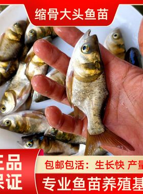 缩骨大头鱼苗花鲢黑鲢鳙锁骨胖头仙骨鱼苗淡水养殖活体食用观赏鱼