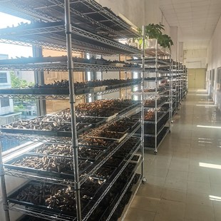 南方卉谷水培种植块种植篮育苗块定植海绵Q无土栽培亚马逊袋装