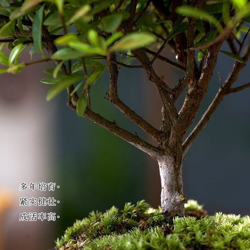 四季常青好养活小叶赤楠盆景植物室内净化空气吸甲醛桌面绿植盆栽