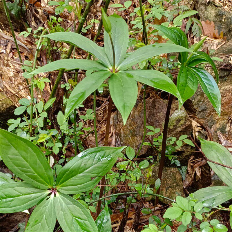 10株重楼苗七叶一枝花种苗七叶莲蚤休草河车华重楼苗