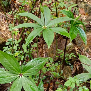 10株重楼苗七叶一枝花种苗七叶莲蚤休草河车华重楼苗