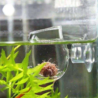 小众高货Glass Feeding Cup Fish Tank Feeder Brine Shrimp Eggs