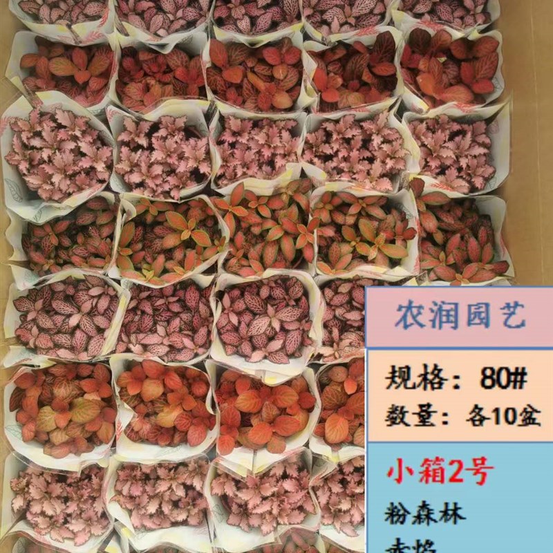 【基地直供】观叶植物网纹草小盆栽微景观绿植 小箱网纹草混装