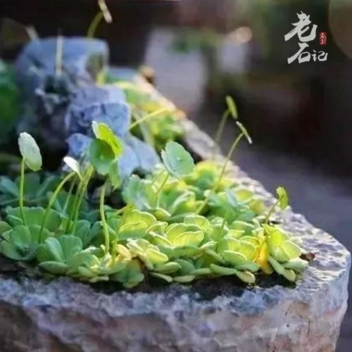 古典老马槽旧石器户外老石槽花盆水槽鱼缸庭院牛槽景观流水摆件