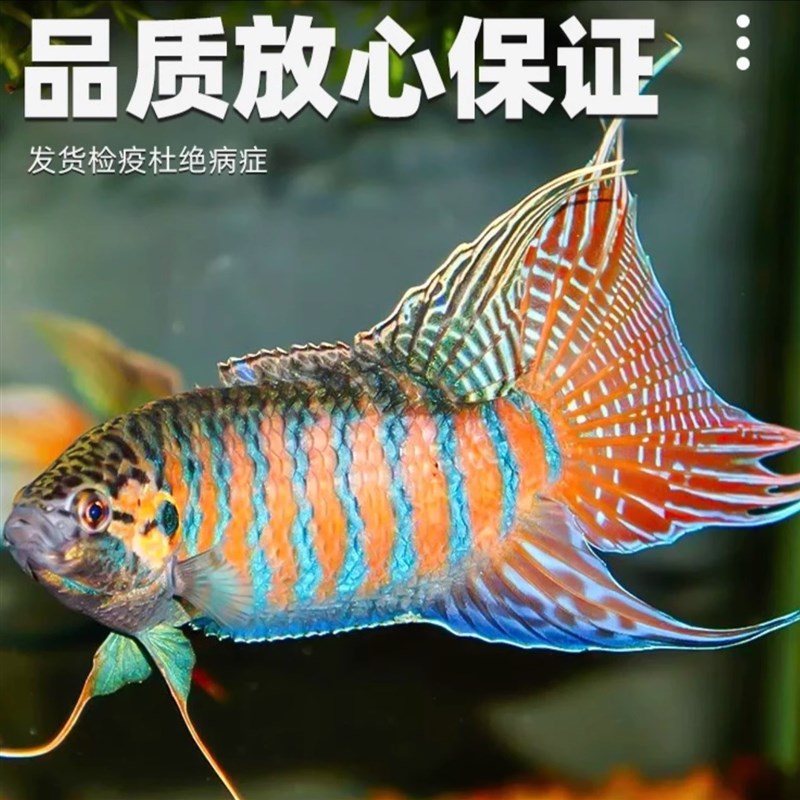 速发中国斗鱼小鱼活观赏鱼活鱼冷水淡水观赏鱼好养耐活小型懒人好