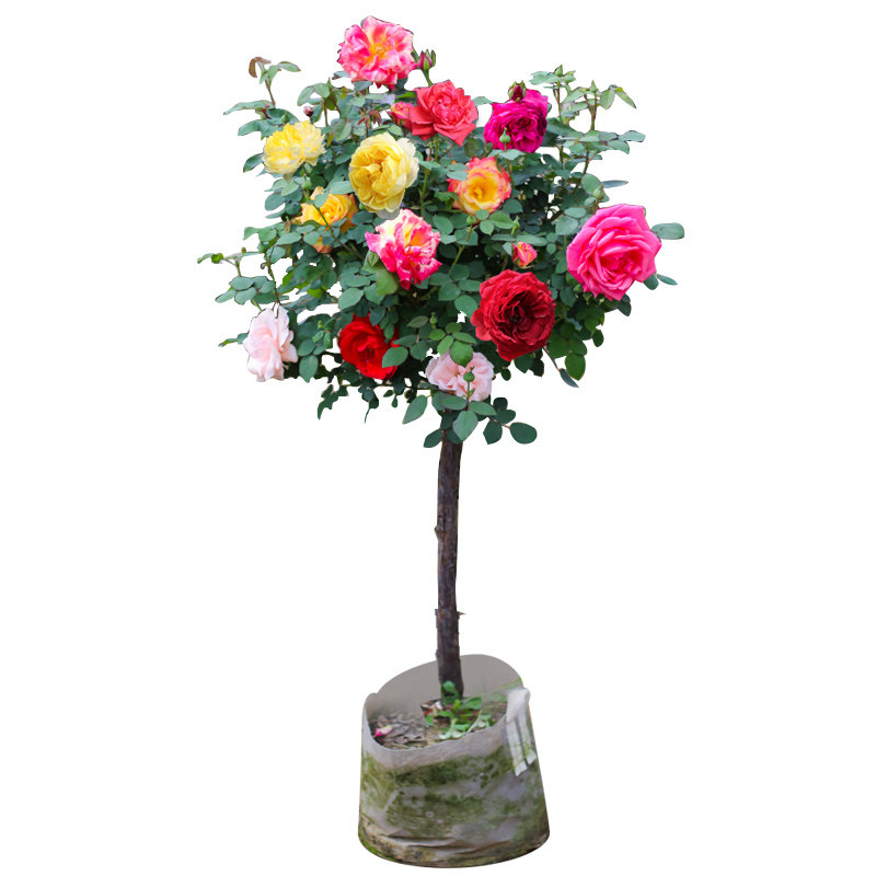树状月季花苗特大花盆栽树形树桩庭院嫁k接玫瑰棒棒糖浓香高杆花