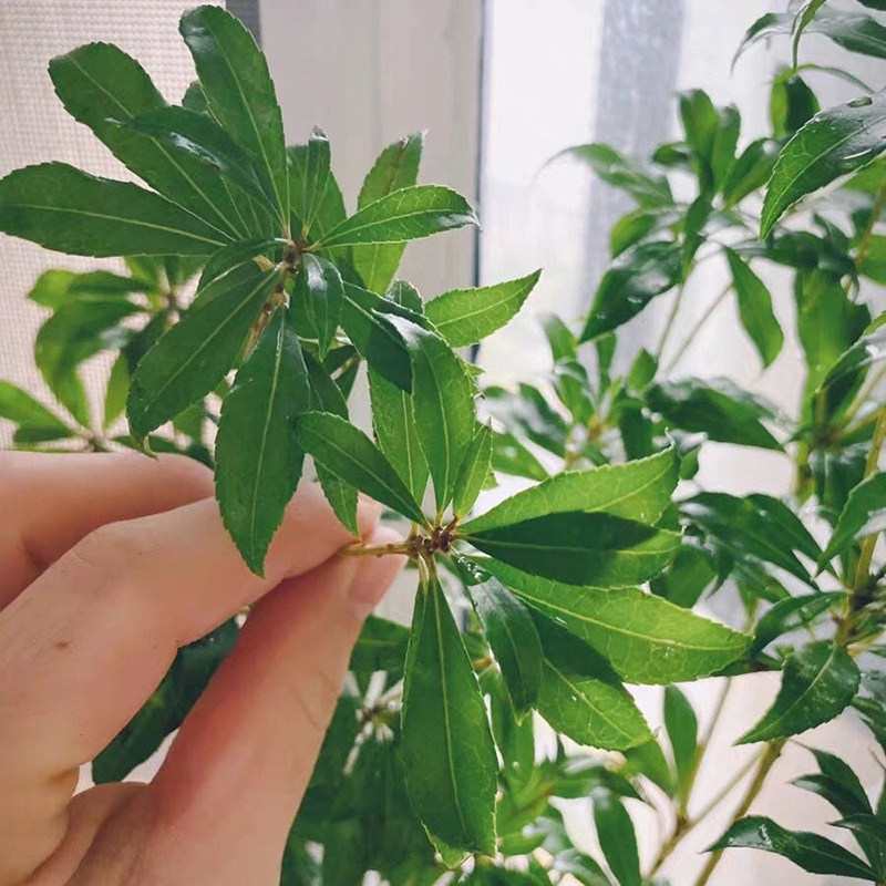 马醉木水培植物鲜切枝条盆栽客厅水养活j树室内小绿植日本吊钟树