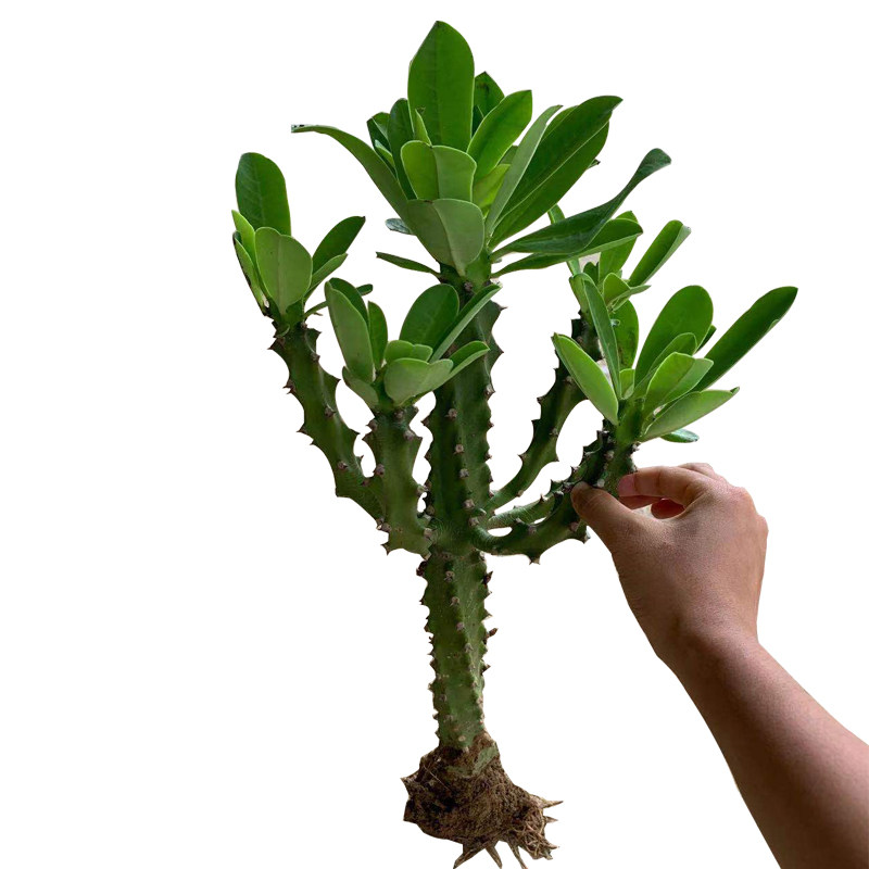 仙人掌多肉植物霸王鞭龙骨防辐射吸甲醛i客厅室内阳台花卉大型盆