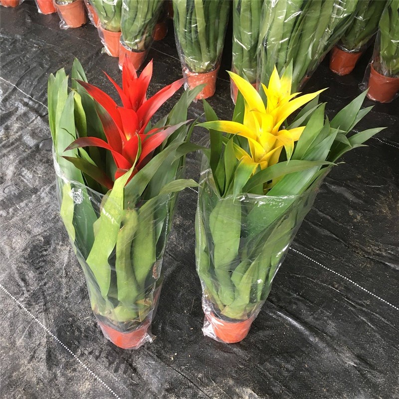 小众高货厂家厂家红运当头大盆景真花鸿运当头盆栽大型绿植花卉室
