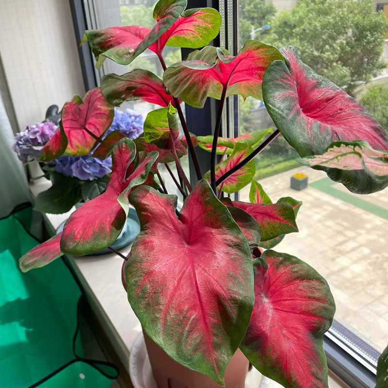 彩叶芋种球盆栽白色恋人海芋绿植室内客厅竹芋植物花卉四季好养活