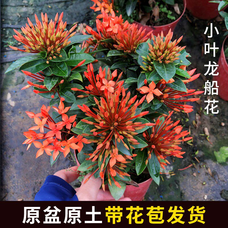 水绣球姬小叶龙船花苗植物盆栽庭院阳台k办公桌窗台好养花卉绿植