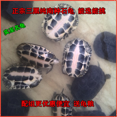 速发纯种石金钱龟 食用石金钱大龟煲汤肉龟 黄喉拟水龟情侣繁殖外
