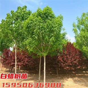 白蜡树苗金叶白蜡小苗庭院行道大型耐寒绿化风景树对接速生白蜡苗