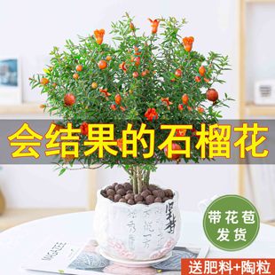 速发 石榴树老桩当年结果花卉盆栽室内绿植盆景四季 开花好 推荐