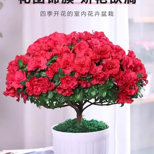 小桃红杜鹃花四季开花盆栽重瓣花卉植物室内外树苗绿植好养易活