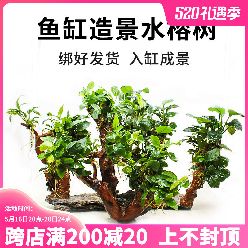 厂家鱼缸造景植物水榕水草沉木树阴性懒人迷你小榕定植养鱼真草缸