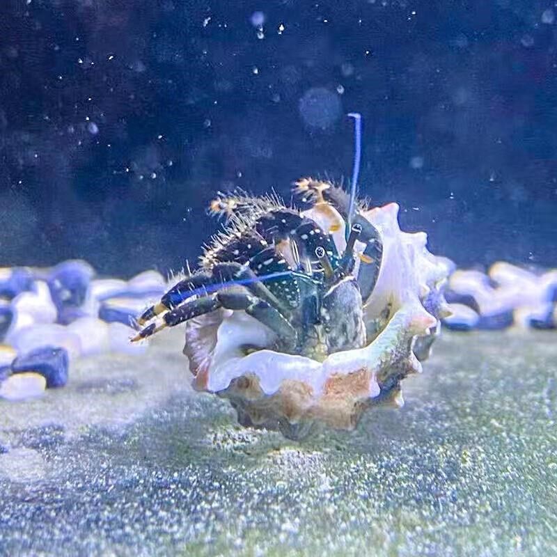 寄居蟹海水 非淡水陆生 观赏蟹 海缸小宠 耐活 新手 除藻清理残渣