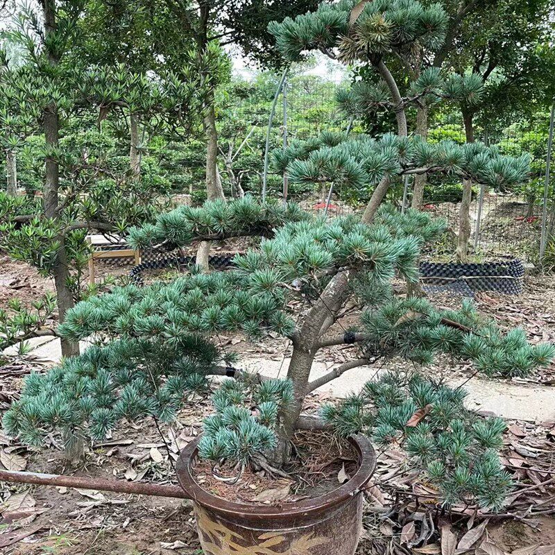 五针松黑松盆景i树桩矮霸造型盆景实物 老桩短针大板松罗汉松