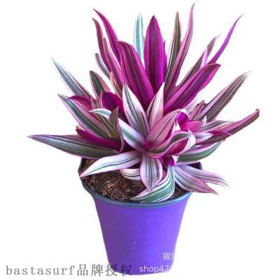 Purple dew orchid potted Chlorophytum isM evergreen all the