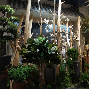 干树枝装饰天然枯木原木树干客厅玄关干枝隔断茶室幼儿园挂衣架