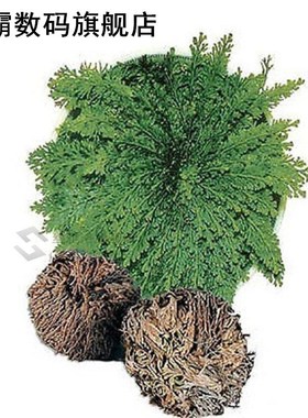 New Hot Practical Live Resurrection  Rose Of Jericho Dinosau