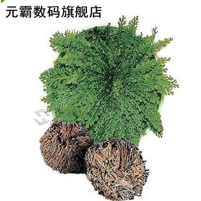 New Hot Practical Live Resurrection  Rose Of Jericho Dinosau