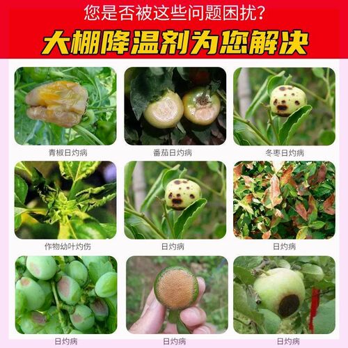 立凉降温剂厂家直供蔬菜温室大棚专用降温遮阳涂料耐水冲刷抗老化