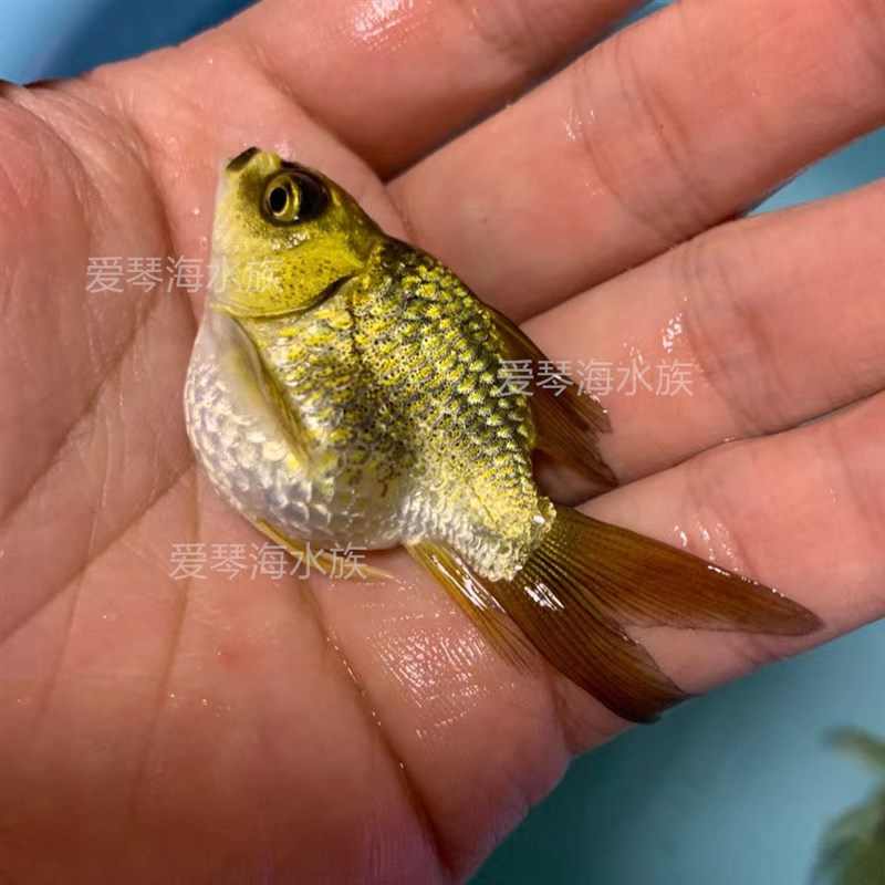 速发熊猫冷水观赏鱼大长尾台湾纯种红球体锦鲤鱼苗活