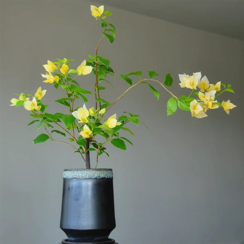 精品卡亚塔 苏瓦娜三角梅大苗盆栽苗 带花室内阳台四季开花卉老桩