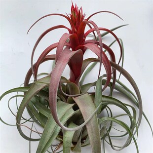 雨林紫艾,空气凤梨无土懒人植物