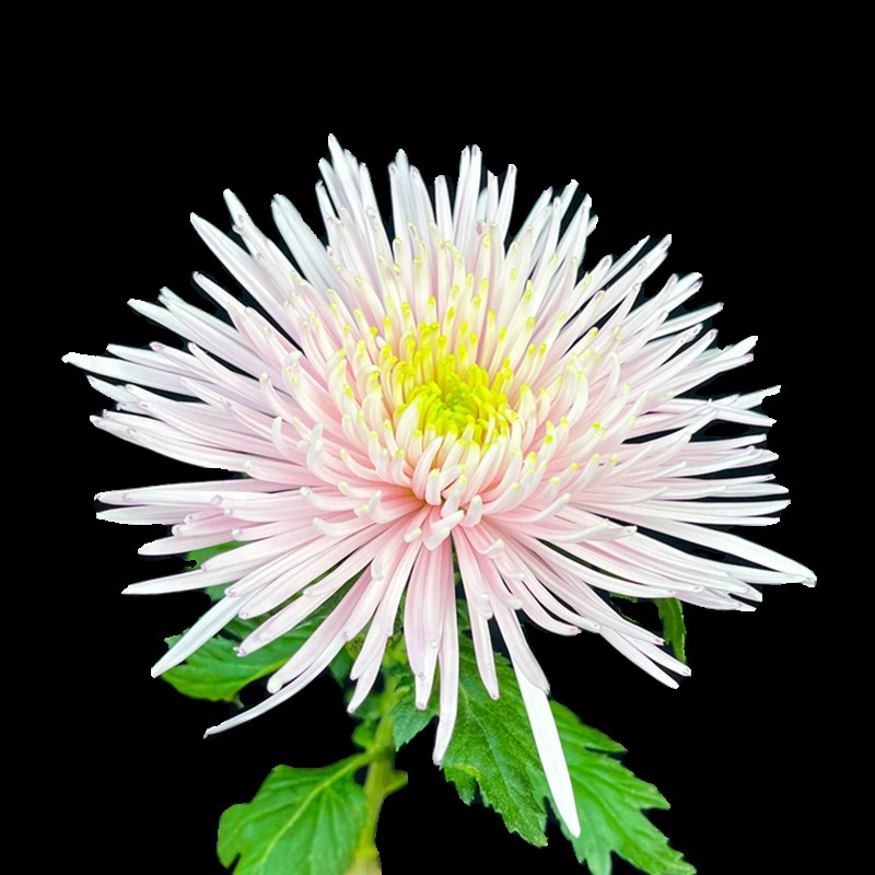 烟花菊鲜切花绿色安娜菊水培花卉室内客厅插云南昆明斗南基地直发