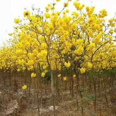 驱蚊虫门前树旺宅凤凰木树苗红花C楹庭院耐寒绿化苗风景树蓝花楹