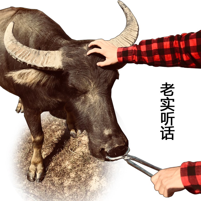 速发牛鼻钳子不锈钢长柄畜牧养殖设备器械抓犊牛场牵引扣牛鼻环牛