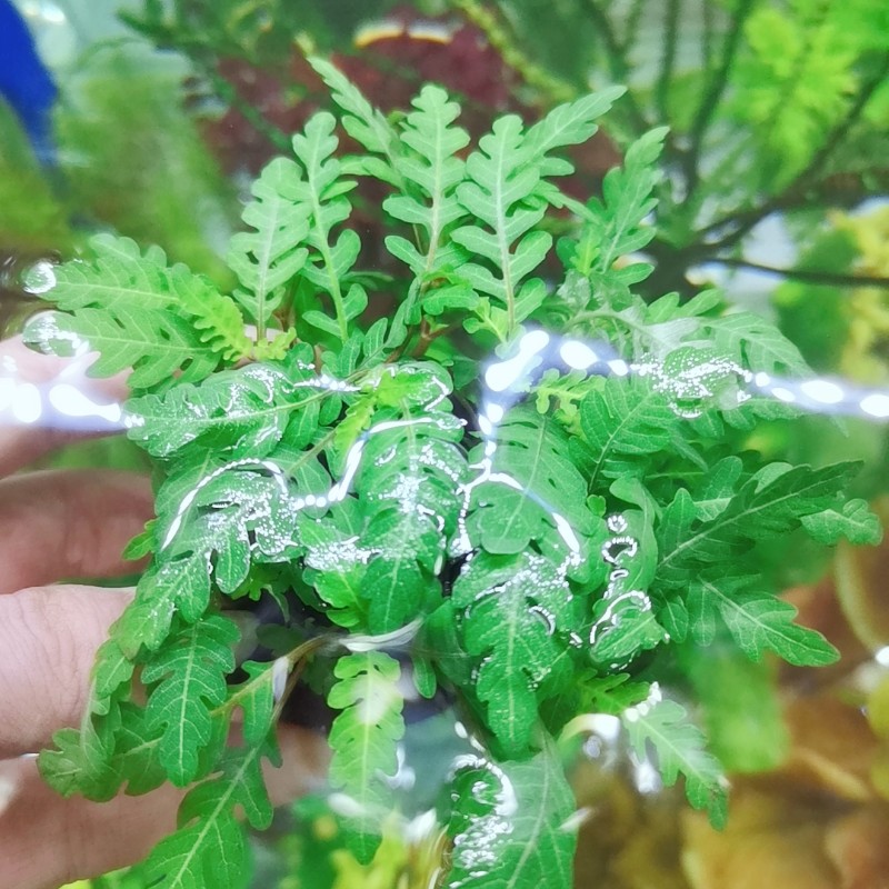 羽裂水蓑衣雨裂草缸造景捆绑沉木淡水鱼缸无需二t氧化碳懒人陀草