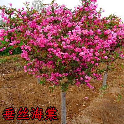 速发庭院地栽大型高杆海棠树苗西府海棠垂丝海棠花耐X寒植物花北