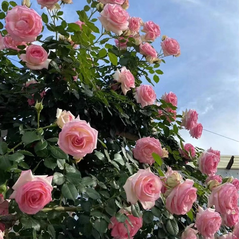 藤本月季花苗特大浓香庭院植物玫瑰爬藤蔷薇四季开花一物一拍