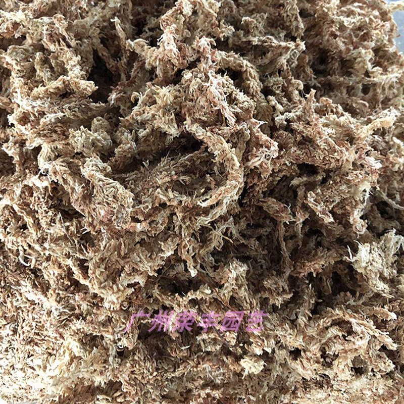 现货智利南部7i星干水苔/干苔藓/水草(食虫植物/爬虫/兰花/微景观