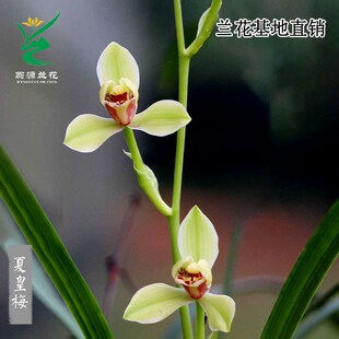 建兰八大铭品之首夏皇梅正品 喜花里兰业四季 老种开花浓香好养盆栽