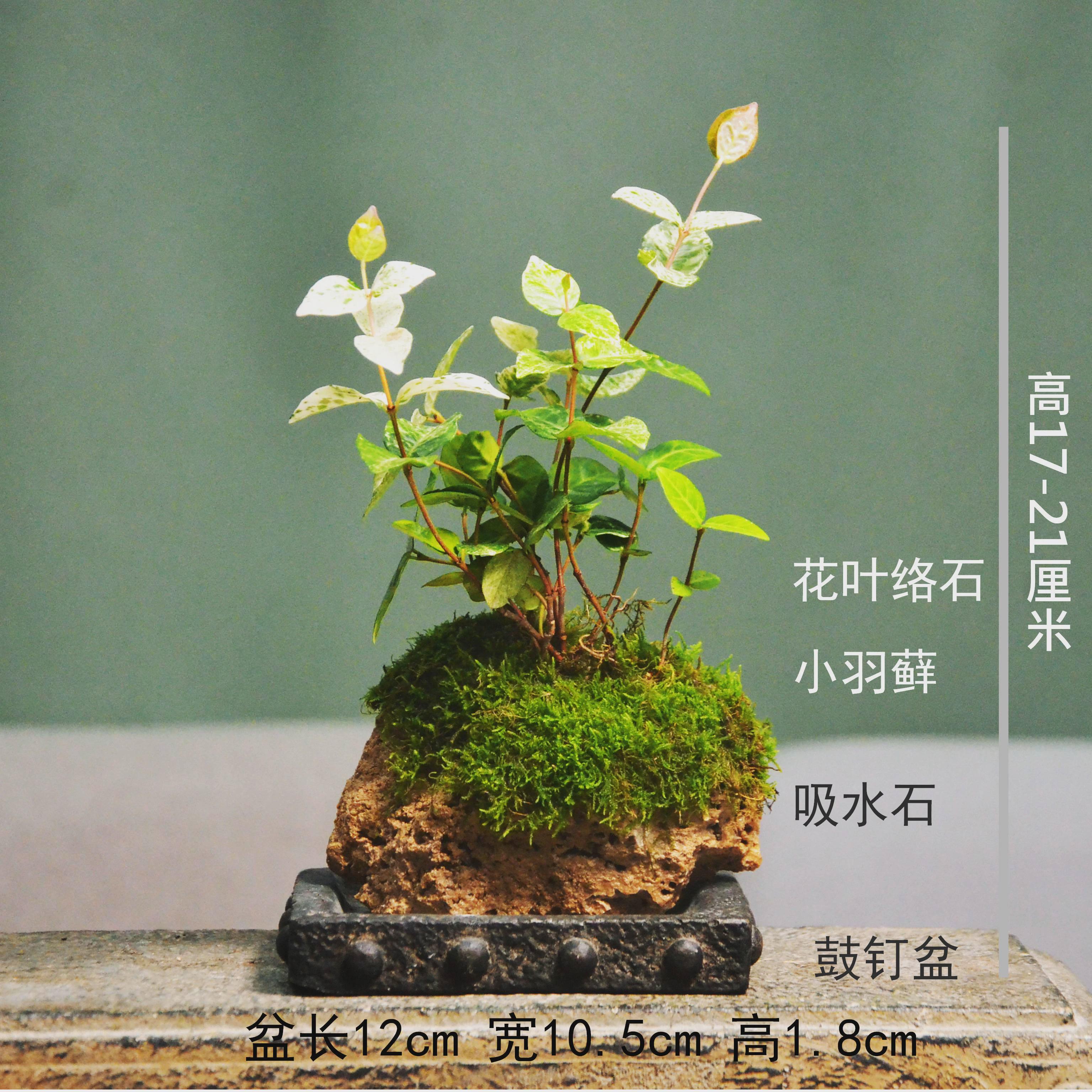 附石菖蒲吸水石小叶赤楠花叶络石狼尾蕨盆栽室内盆景苔藓绿植水培