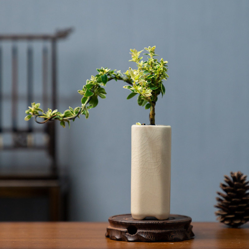 金边六月雪盆景老桩造型悬崖提根盆e栽室内绿植红花好养办公室摆