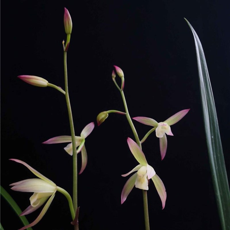 兰花苗建兰名品【荷塘月色】硬化一年半  白彩浓香花室内花卉绿植