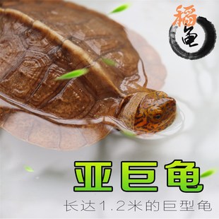 亚洲巨型龟亚巨乌龟观赏种龟苗草龟大型素食吃蔬菜水果半水龟宠物
