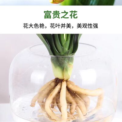 君子兰盆栽水培植物室内好养桌面净化空气绿植花卉X四季常青水培