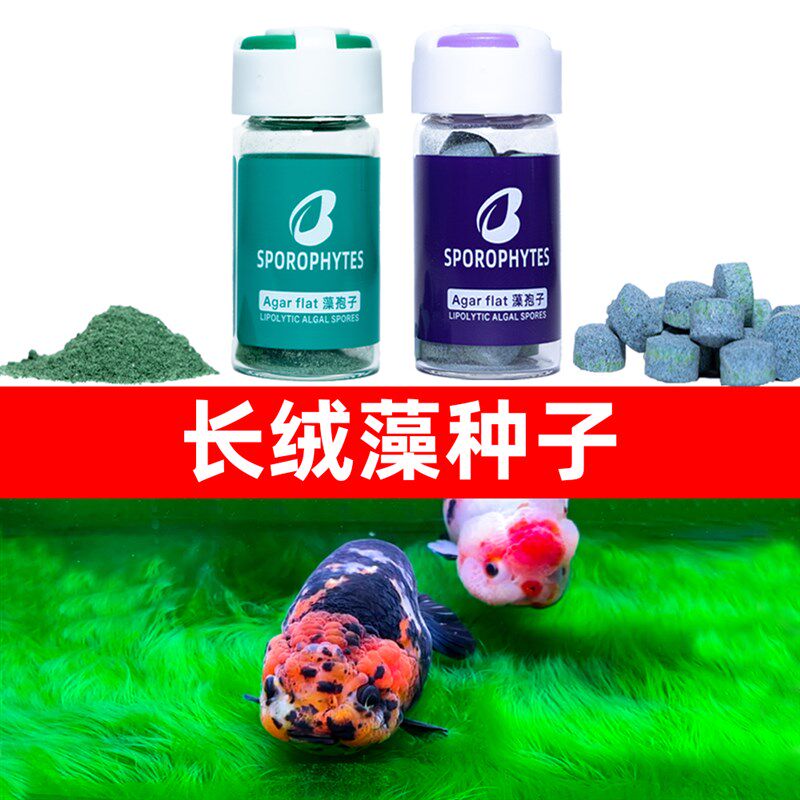 新品长绒藻短绒藻l种水藻绿地毯池绿苔鱼缸种绿毛藻绿绒淡水短绒