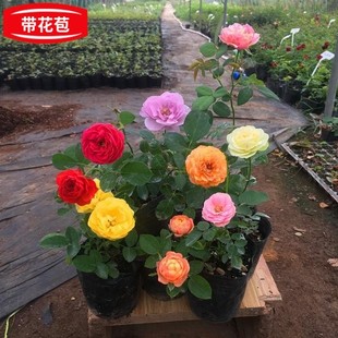 观花植物大花月季 玫瑰花苗花卉果汁阳台盆栽带花苞室内外四季 蔷薇