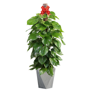 绿萝植物室内吸甲醛大盆栽四季 大促绿植好养花 常绿客厅办公室热卖