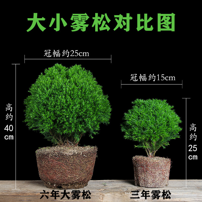 雾松盆景植植雾凇盆面室内好养办公室桌栽小绿物四季常青阳台花卉