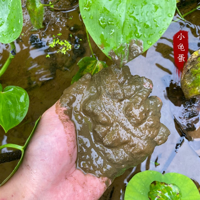 养龟塘泥河塘泥 淤泥 荷塘泥养龟泥乌龟冬眠泥水生植物营养土湿泥