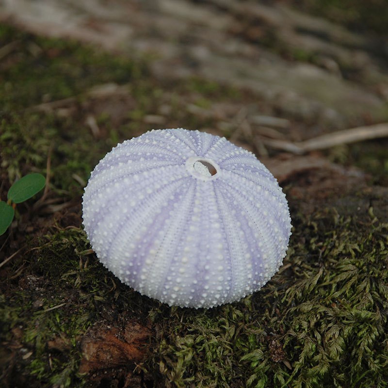 紫色海胆壳家居装饰特色旅游景区工艺品配饰客气凤梨海胆心梦幻壳
